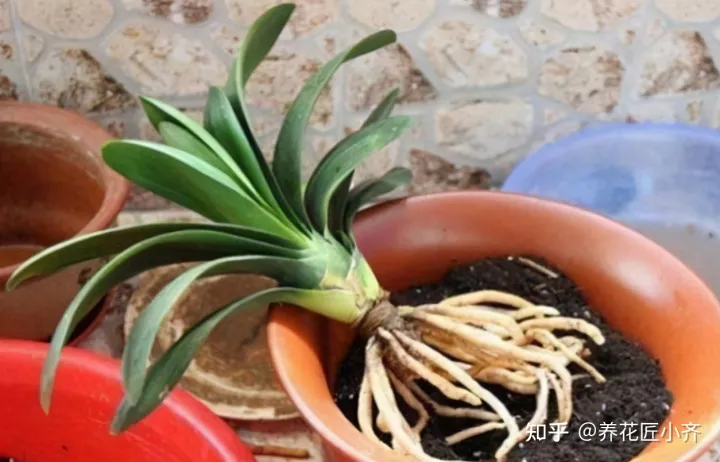才买的花怎么换盆，想换盆怕把花“换死”？教你一个“安全”的方法，换完快速生长