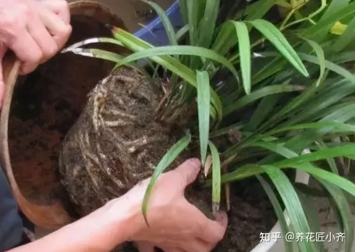 才买的花怎么换盆，想换盆怕把花“换死”？教你一个“安全”的方法，换完快速生长