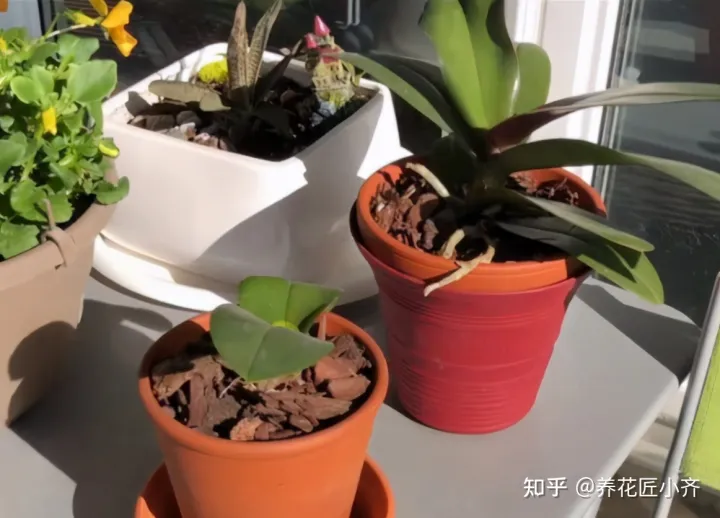 才买的花怎么换盆，想换盆怕把花“换死”？教你一个“安全”的方法，换完快速生长