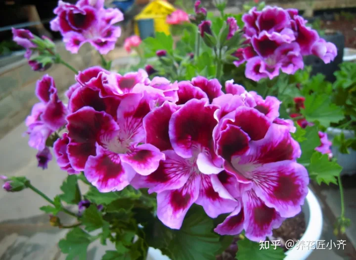 才买的花怎么换盆，想换盆怕把花“换死”？教你一个“安全”的方法，换完快速生长