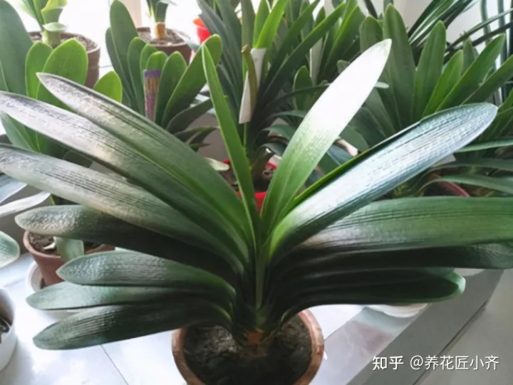 才买的花怎么换盆，想换盆怕把花“换死”？教你一个“安全”的方法，换完快速生长