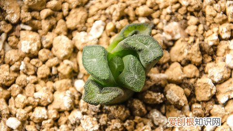 如何养好玉露，详尽｜养玉露的几个新手问题，来看看怎么解决！