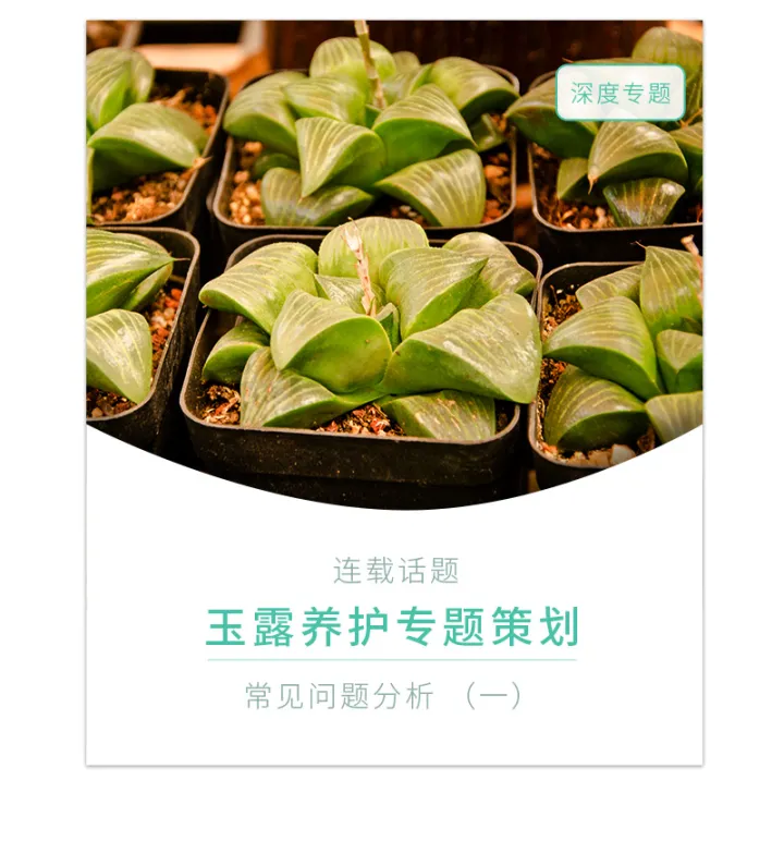 如何养好玉露，详尽｜养玉露的几个新手问题，来看看怎么解决！