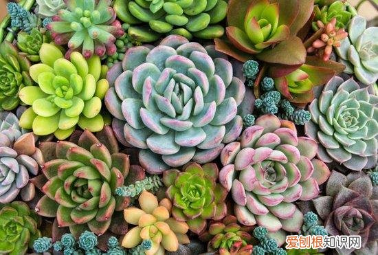 多肉植物长出气根是怎么回事，养多肉别“瞎折腾”！徒长、有气根按正确方法养，否则全得“完”