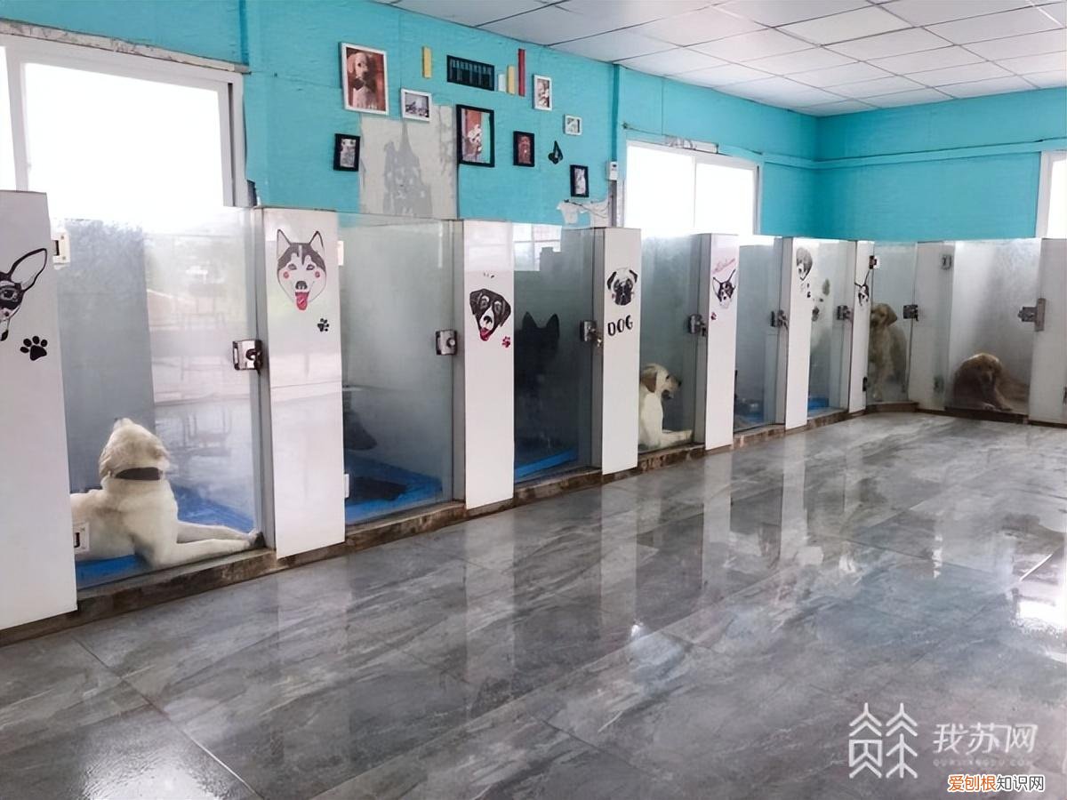 培训好的狗狗多少钱一条，5000元一个月的“狗狗培训班”，是噱头还是专业？