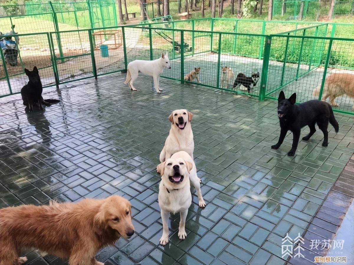 培训好的狗狗多少钱一条，5000元一个月的“狗狗培训班”，是噱头还是专业？