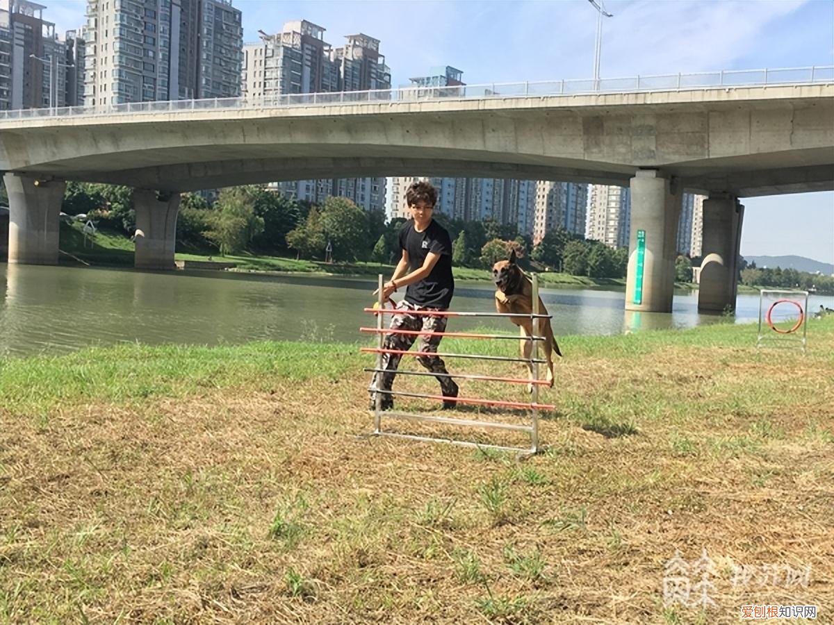培训好的狗狗多少钱一条，5000元一个月的“狗狗培训班”，是噱头还是专业？