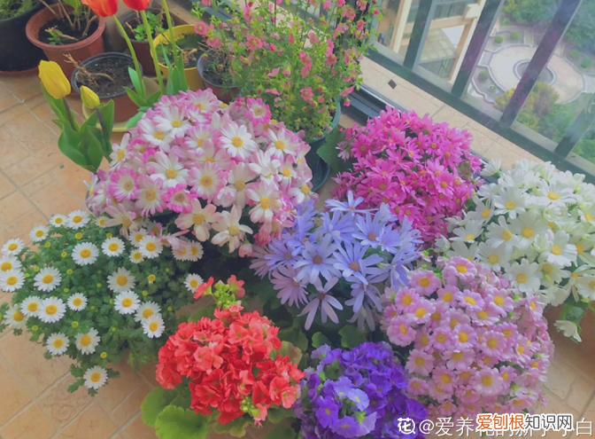 如何养好多肉植物，懒人养多肉，注意3个问题，咋养都不死