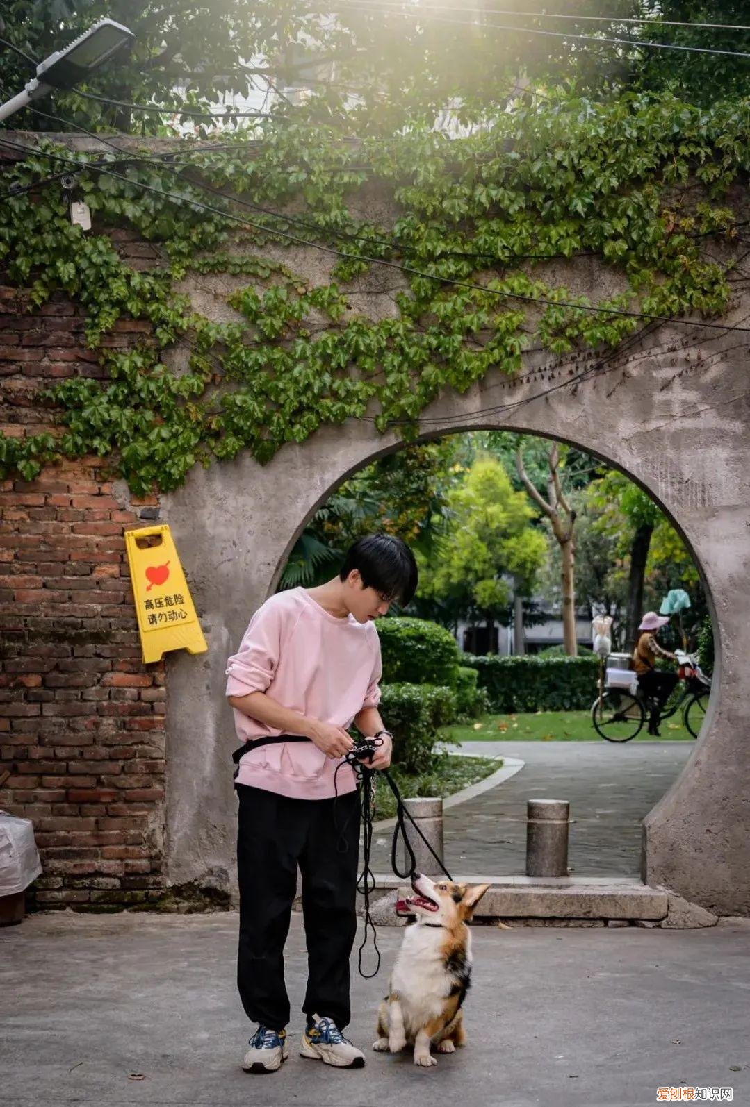 培训狗需要多少钱，5000一个月的“狗德培训班”，到底值不值？