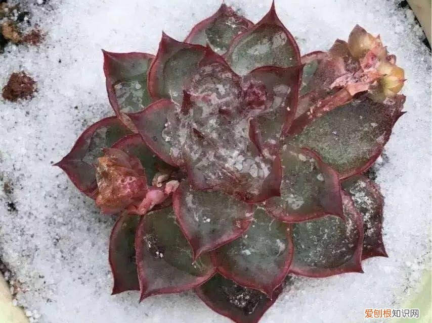 多肉的养护知识，多肉养护全攻略，1分钟看完，整个冬天胖嘟嘟！