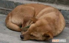 狗狗一直不叫怎么回事 狗狗总是不正常的叫怎么办