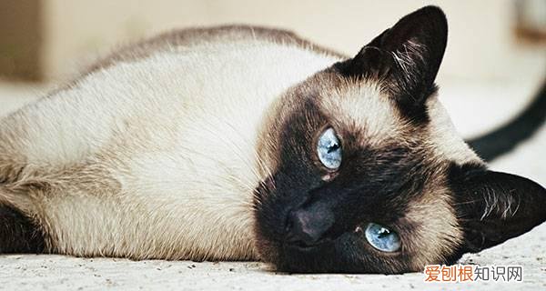 猫疫苗间隔21天和28区别，小猫疫苗间隔不到21天就给打了会怎么样