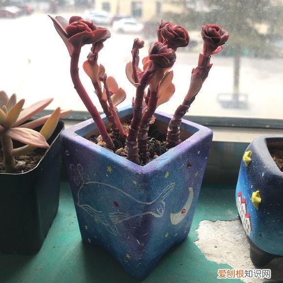多肉水浇多了会烂根吗，多肉怎么养，肉友6年经验教给你，学会这几招，不烂根不萎蔫