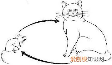 猫绦虫，猫绦虫节片会在人身上存活吗