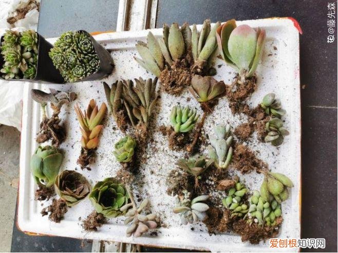 多肉能老浇水吗，养多肉记住这“5懒”，根不烂，蹭蹭长成小胖墩