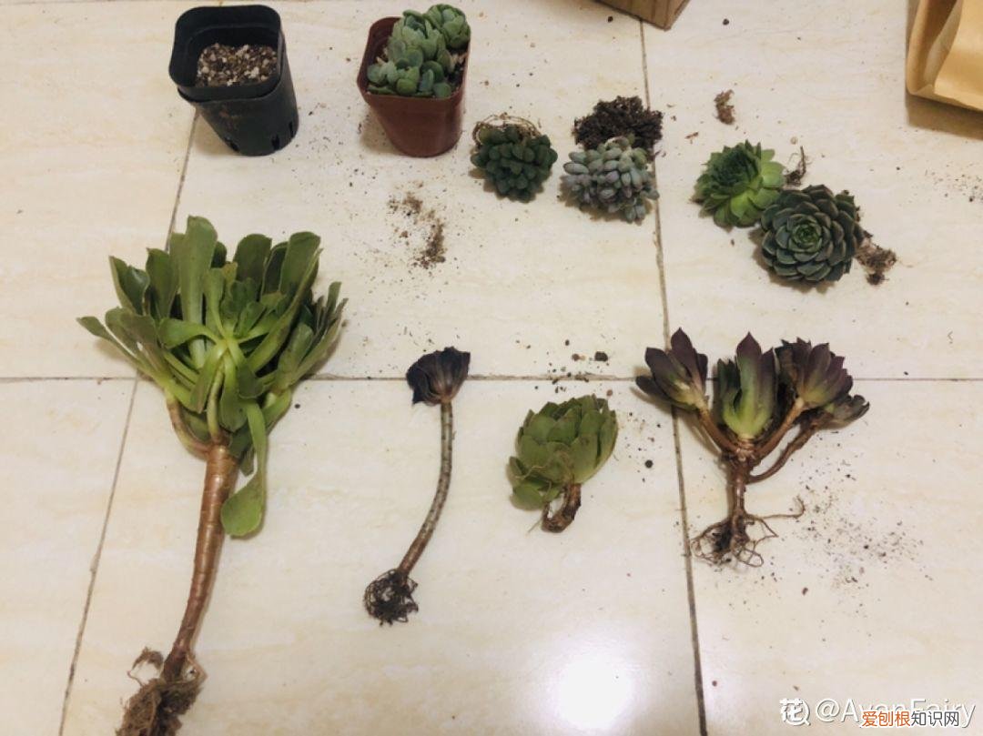 多肉能老浇水吗，养多肉记住这“5懒”，根不烂，蹭蹭长成小胖墩