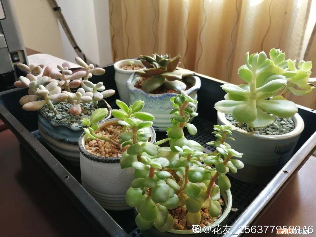 多肉能老浇水吗，养多肉记住这“5懒”，根不烂，蹭蹭长成小胖墩