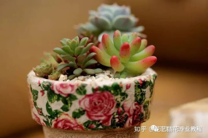 多肉花的栽培方法，花店教程~多肉植物1月到12月的养护重点