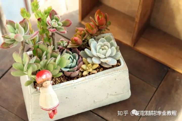 多肉花的栽培方法，花店教程~多肉植物1月到12月的养护重点