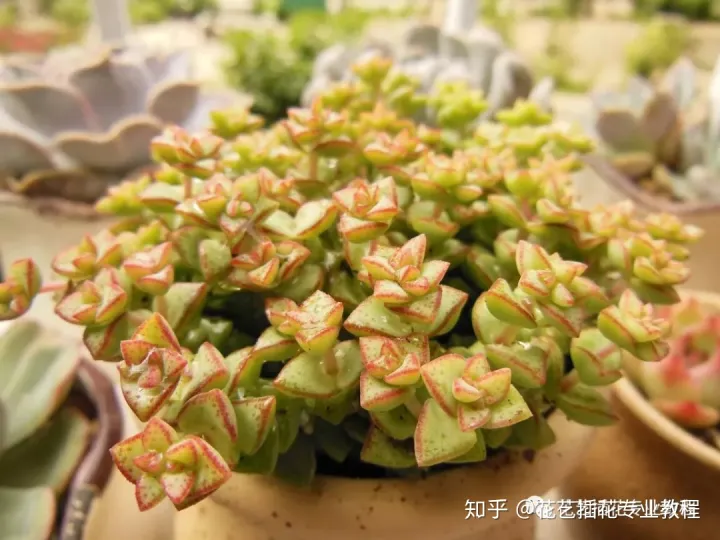 多肉花的栽培方法，花店教程~多肉植物1月到12月的养护重点