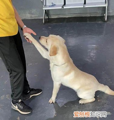 怎样训练拉布拉多幼犬大小便的能力，家里拉布拉多犬乱大小便，如何选择专业的宠物训练学校呢