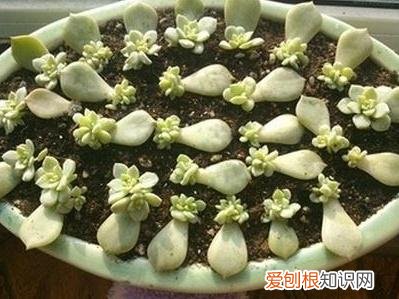 多肉叶片扦插水培，多肉怎么叶插繁殖