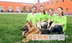宠物训练属于什么行业分类，宠物训练员平时都做些什么？