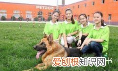 宠物训练属于什么行业分类，宠物训练员平时都做些什么？