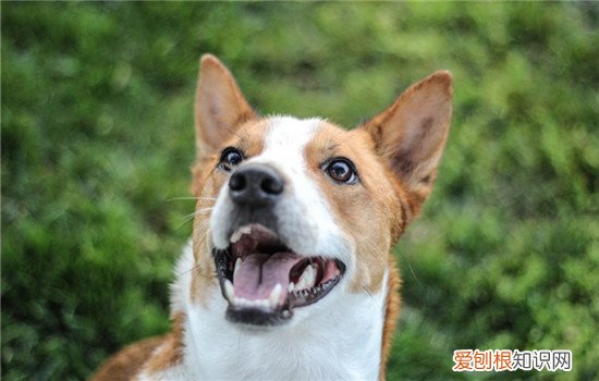 狗狗为什么会突然咬人，这四种原因你真的知道吗，狗会不会突然咬人