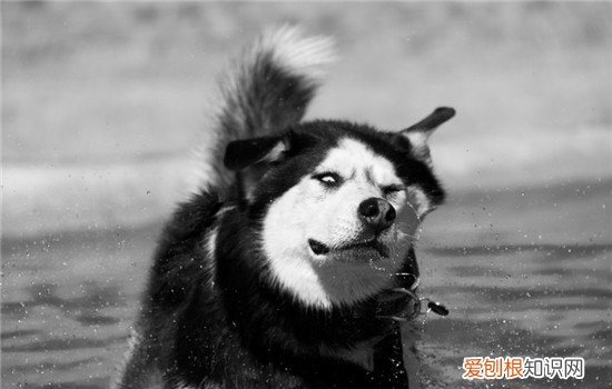狗狗为什么会突然咬人，这四种原因你真的知道吗，狗会不会突然咬人