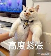 怎么训练狗狗定点便便，宠物定点排便训练难？专业教程在这里！