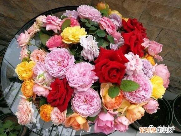 多肉如何叶插繁殖，多肉叶插有方法，学会这一招，再也不用花钱买！