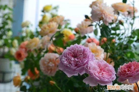 多肉如何叶插繁殖，多肉叶插有方法，学会这一招，再也不用花钱买！
