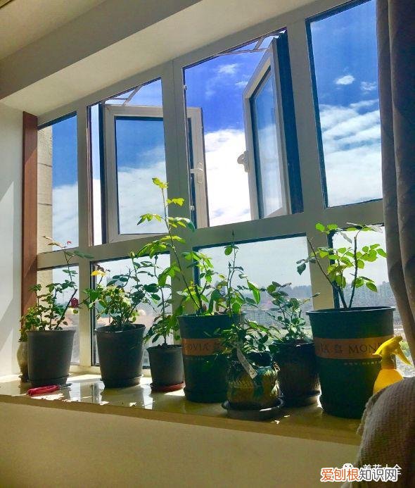 多肉如何叶插繁殖，多肉叶插有方法，学会这一招，再也不用花钱买！