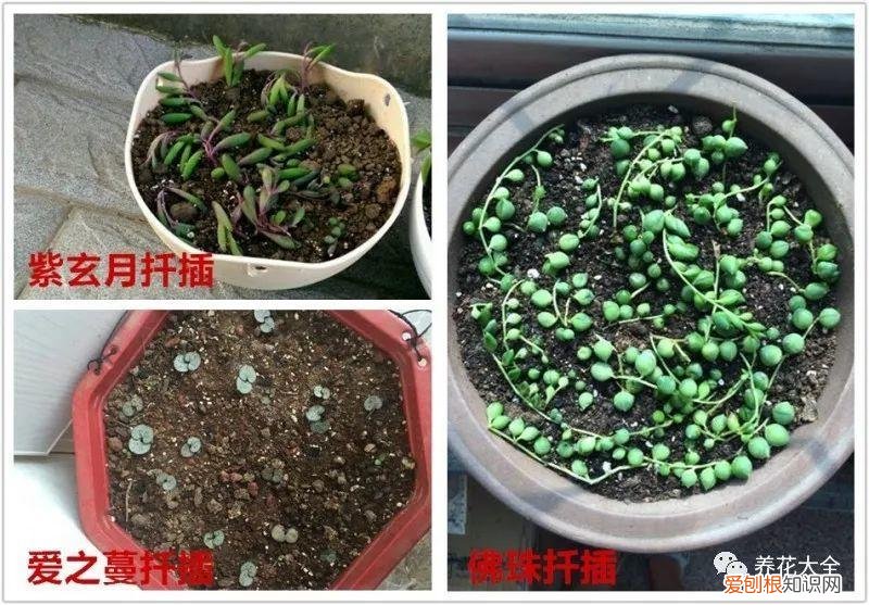 多肉如何叶插繁殖，多肉叶插有方法，学会这一招，再也不用花钱买！
