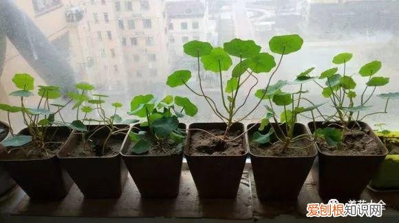 多肉如何叶插繁殖，多肉叶插有方法，学会这一招，再也不用花钱买！