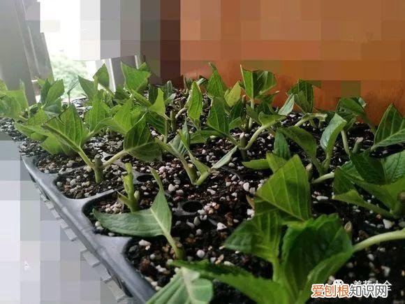 多肉如何叶插繁殖，多肉叶插有方法，学会这一招，再也不用花钱买！