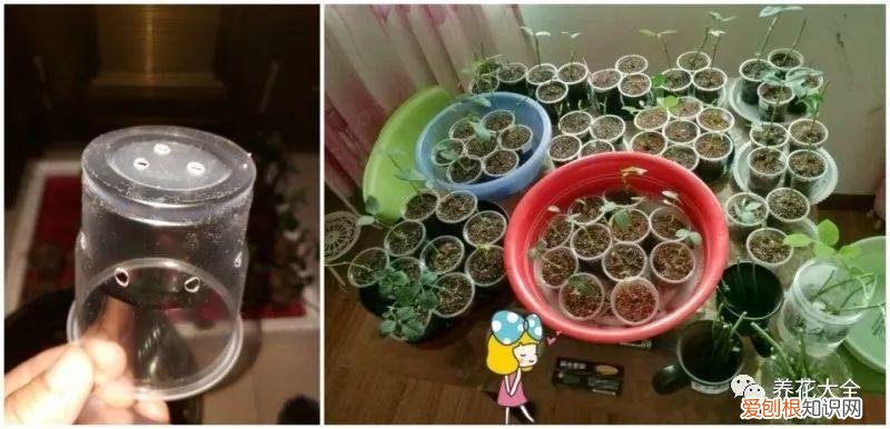 多肉如何叶插繁殖，多肉叶插有方法，学会这一招，再也不用花钱买！