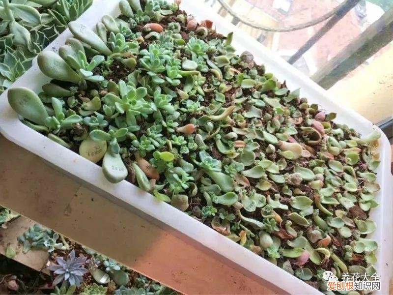 多肉如何叶插繁殖，多肉叶插有方法，学会这一招，再也不用花钱买！