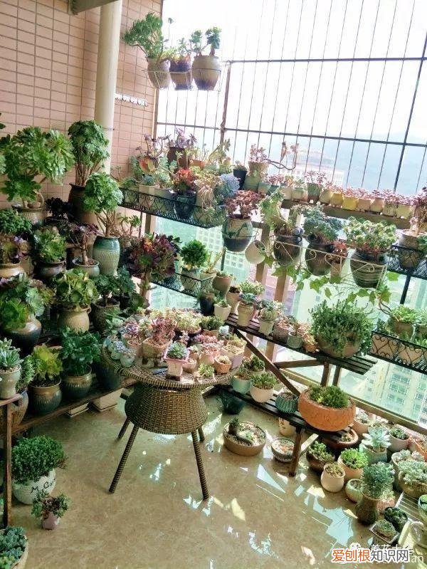 多肉如何叶插繁殖，多肉叶插有方法，学会这一招，再也不用花钱买！