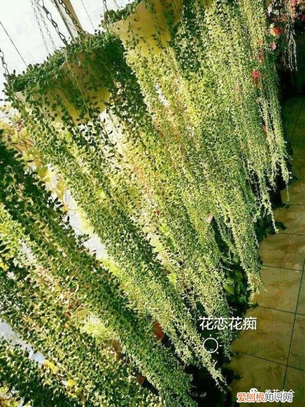 多肉如何叶插繁殖，多肉叶插有方法，学会这一招，再也不用花钱买！
