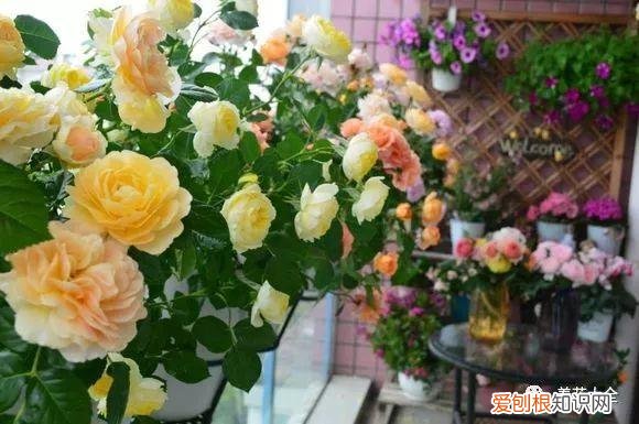 多肉如何叶插繁殖，多肉叶插有方法，学会这一招，再也不用花钱买！