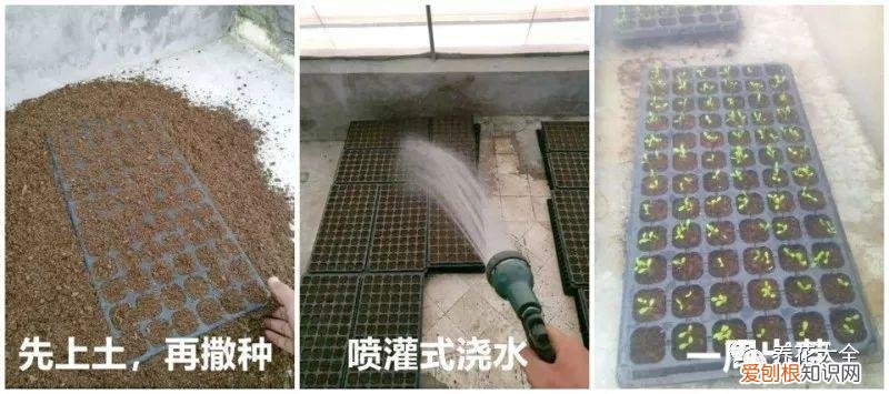 多肉如何叶插繁殖，多肉叶插有方法，学会这一招，再也不用花钱买！