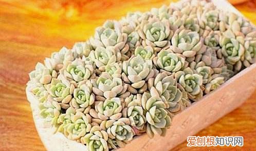 多肉叶子扦插生根后如何处理好，多肉叶插得“心狠”，正确操作，叶片不烂出芽快，须根多的挤满盆