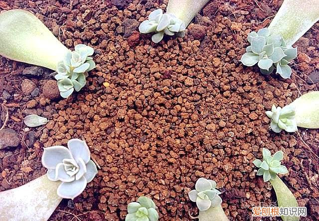 多肉叶子扦插生根后如何处理好，多肉叶插得“心狠”，正确操作，叶片不烂出芽快，须根多的挤满盆