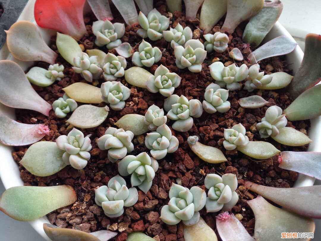 多肉叶插出根后多久出芽子，多肉叶插，记住3个小诀窍，生根发芽快，一棵变10棵，一盆变多盆