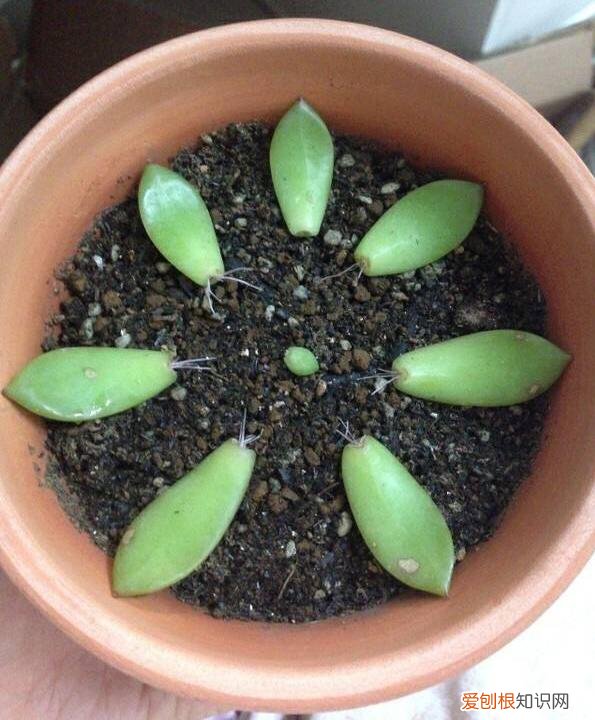 多肉叶插出根后多久出芽子，多肉叶插，记住3个小诀窍，生根发芽快，一棵变10棵，一盆变多盆