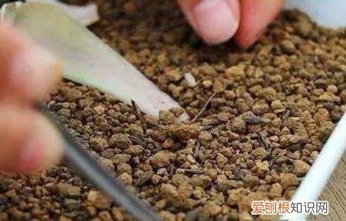 多肉叶插出根后多久出芽子，多肉叶插，记住3个小诀窍，生根发芽快，一棵变10棵，一盆变多盆