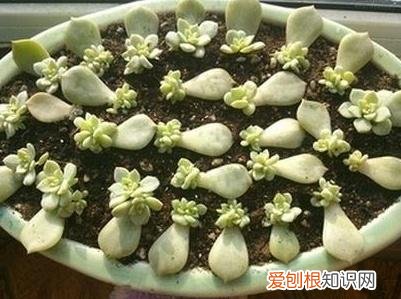 多肉叶插发芽后怎么养才能长的快点，多肉叶插发芽后怎么种，多久给水，多久长大