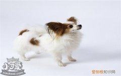 狗狗不进笼子怎么办，这样做让它爱上关门，狗狗不愿意关笼子怎么办